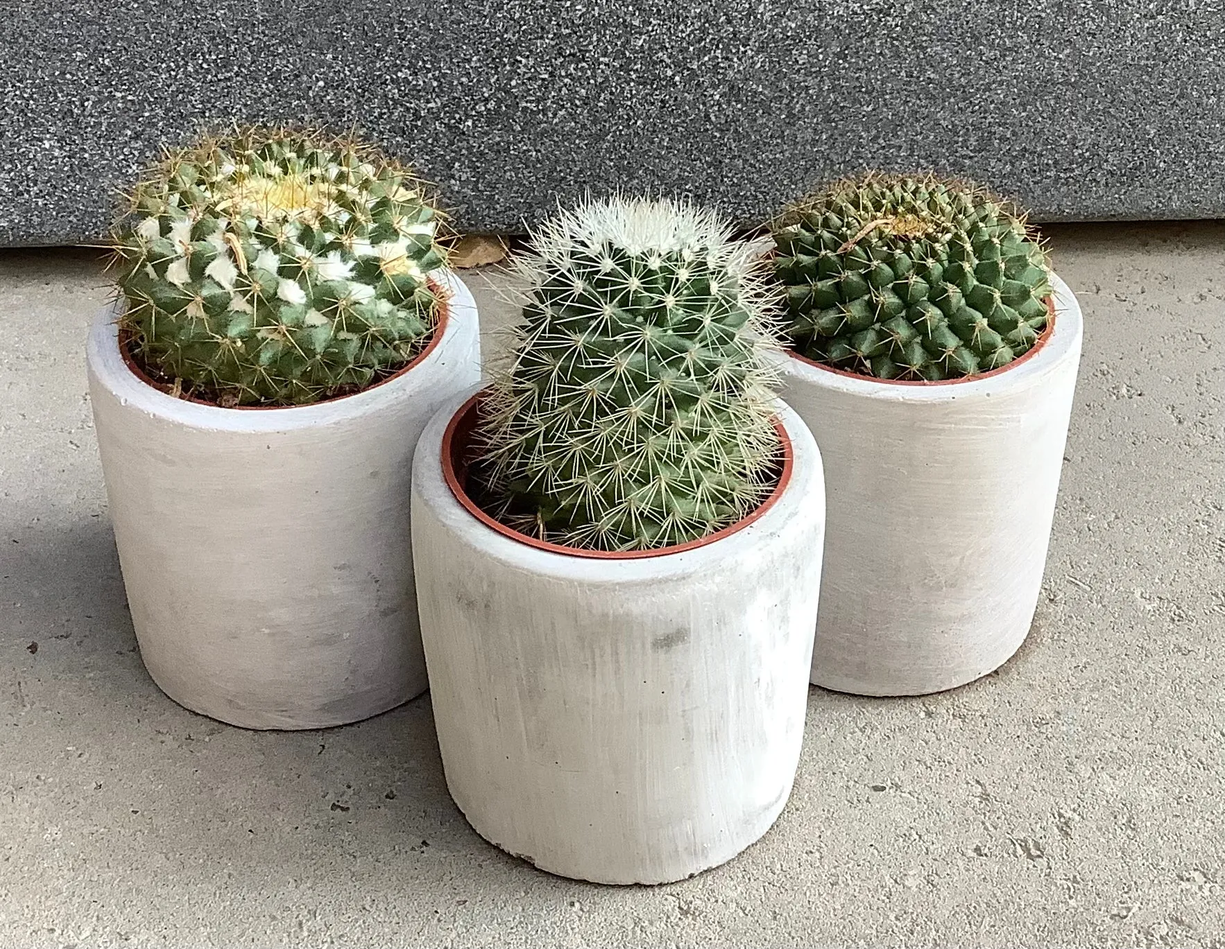 2.5" Assorted Cactus in Cement Pot