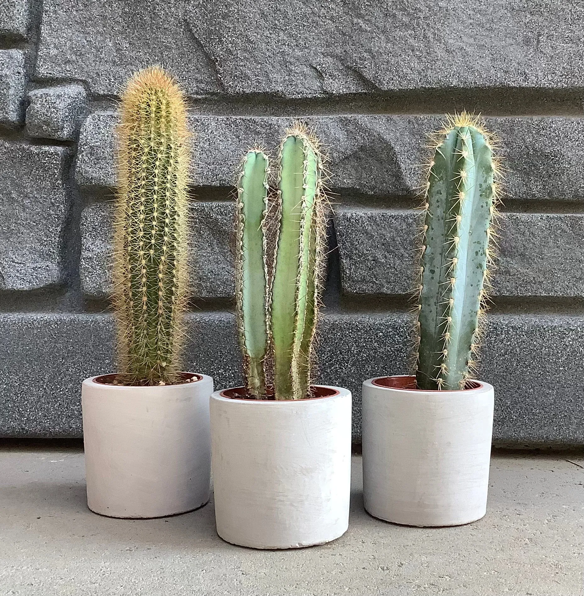 2.5" Tall Savero Cactus in Ceramic Pot