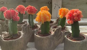 3" Moon Cactus in log stump