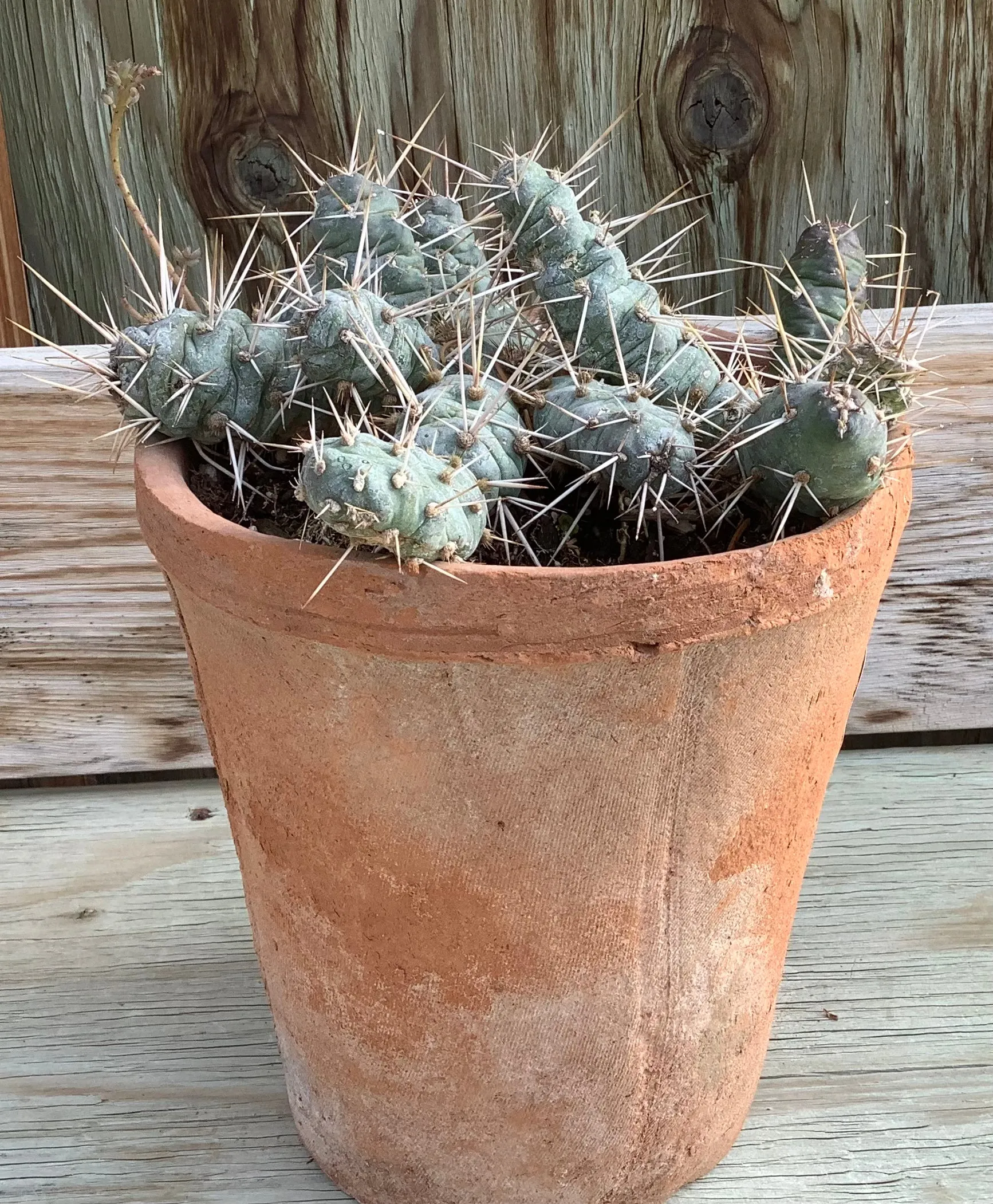 6.5" Prickly Pear Cactus in Terra Cotta