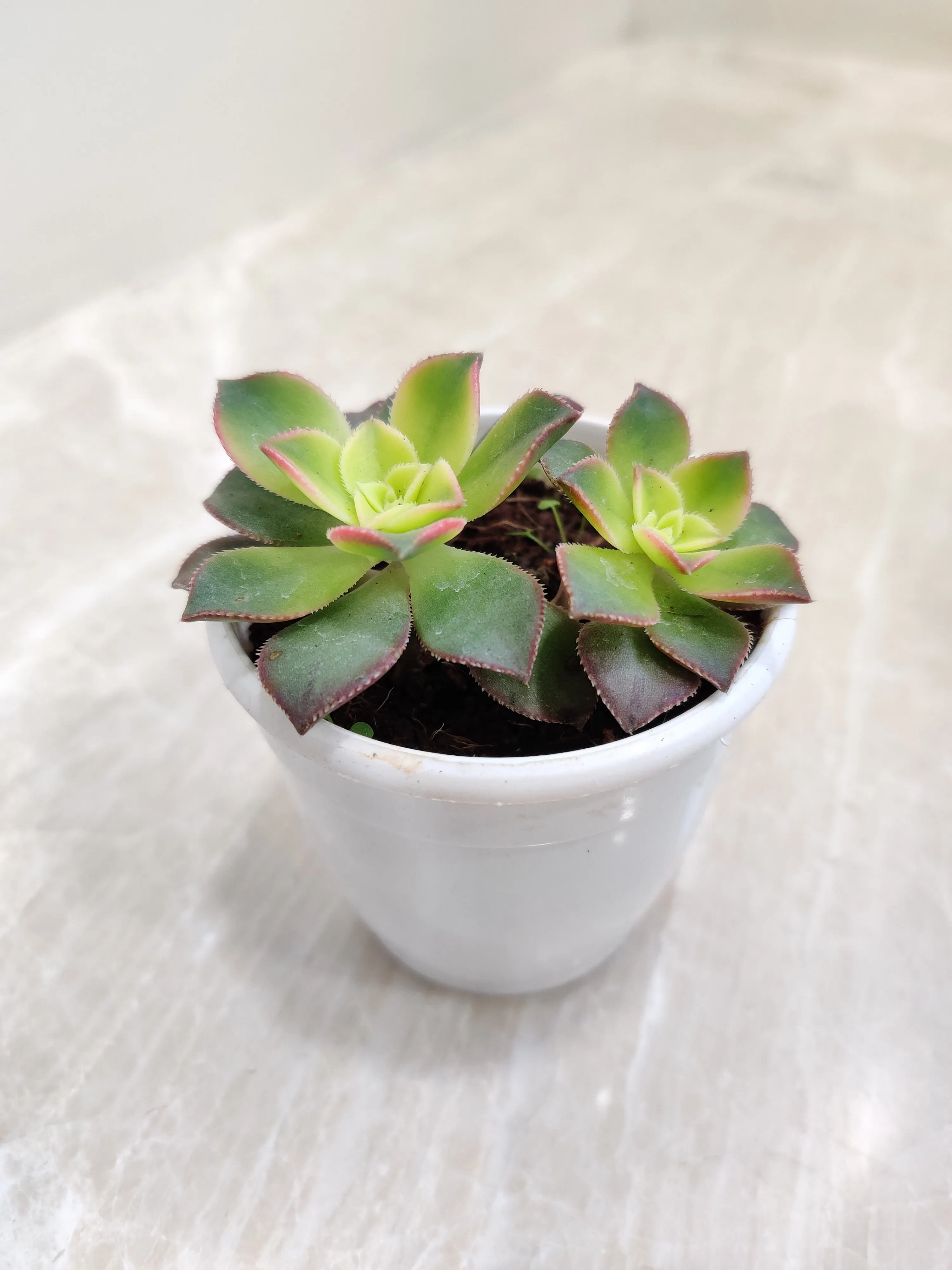 Aeonium Kiwi Succulent Plant