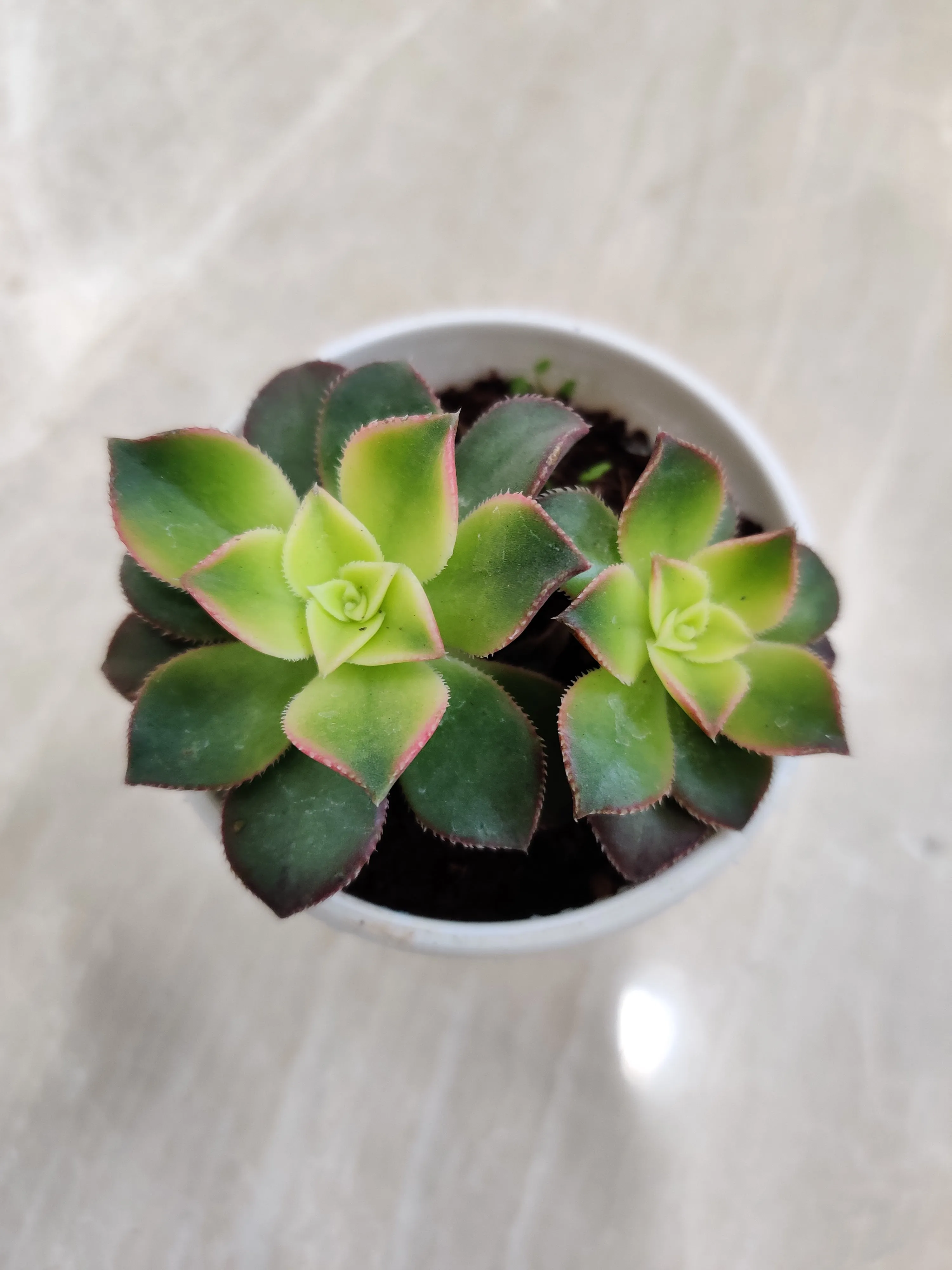 Aeonium Kiwi Succulent Plant