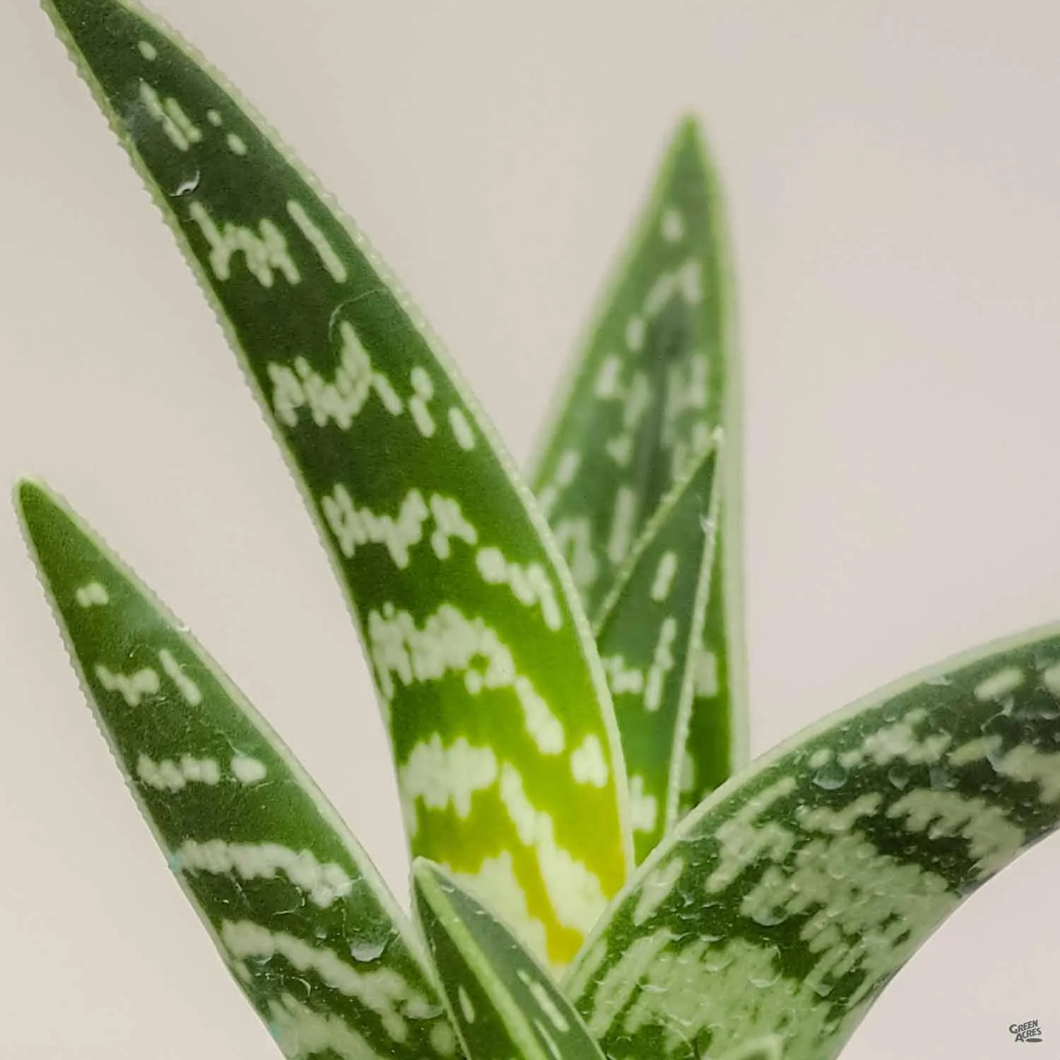 Aloe 'Variegata'