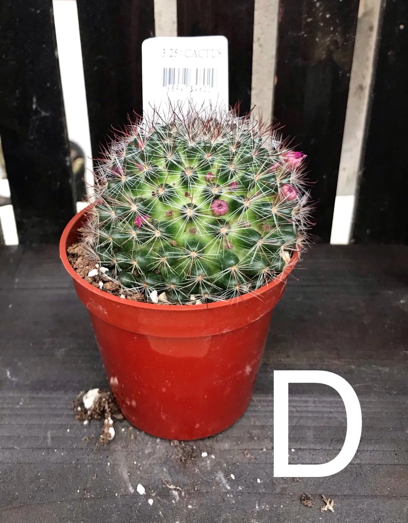 Cactus assorted 3.25"