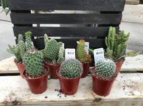 Cactus assorted 3.25"