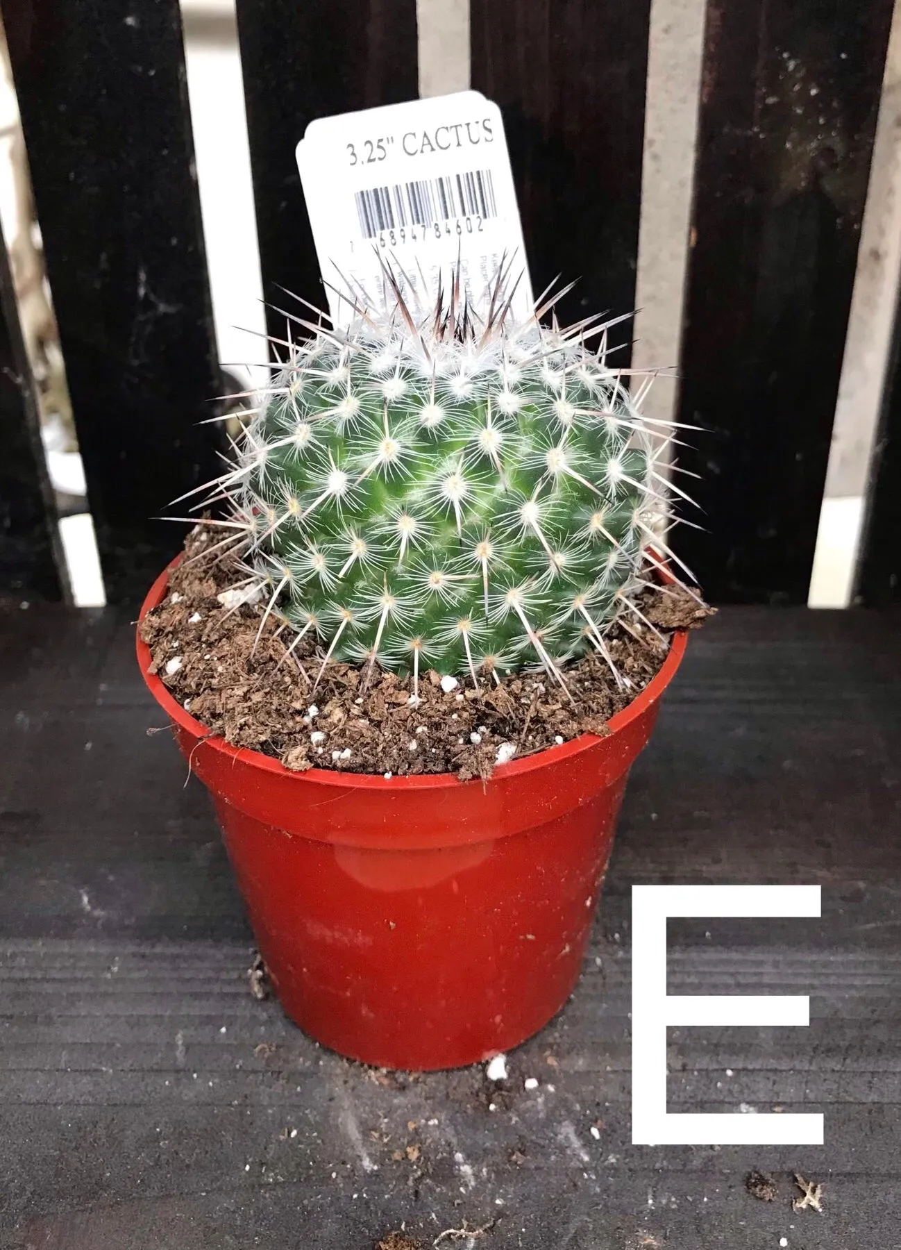 Cactus assorted 3.25"