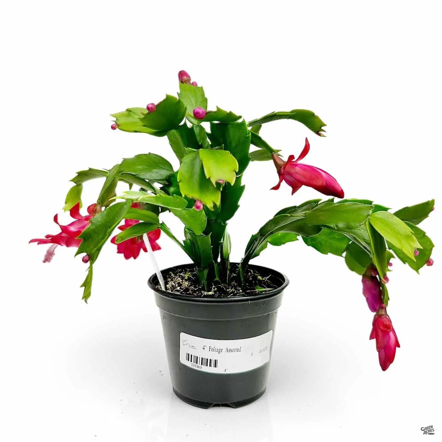 Christmas Cactus