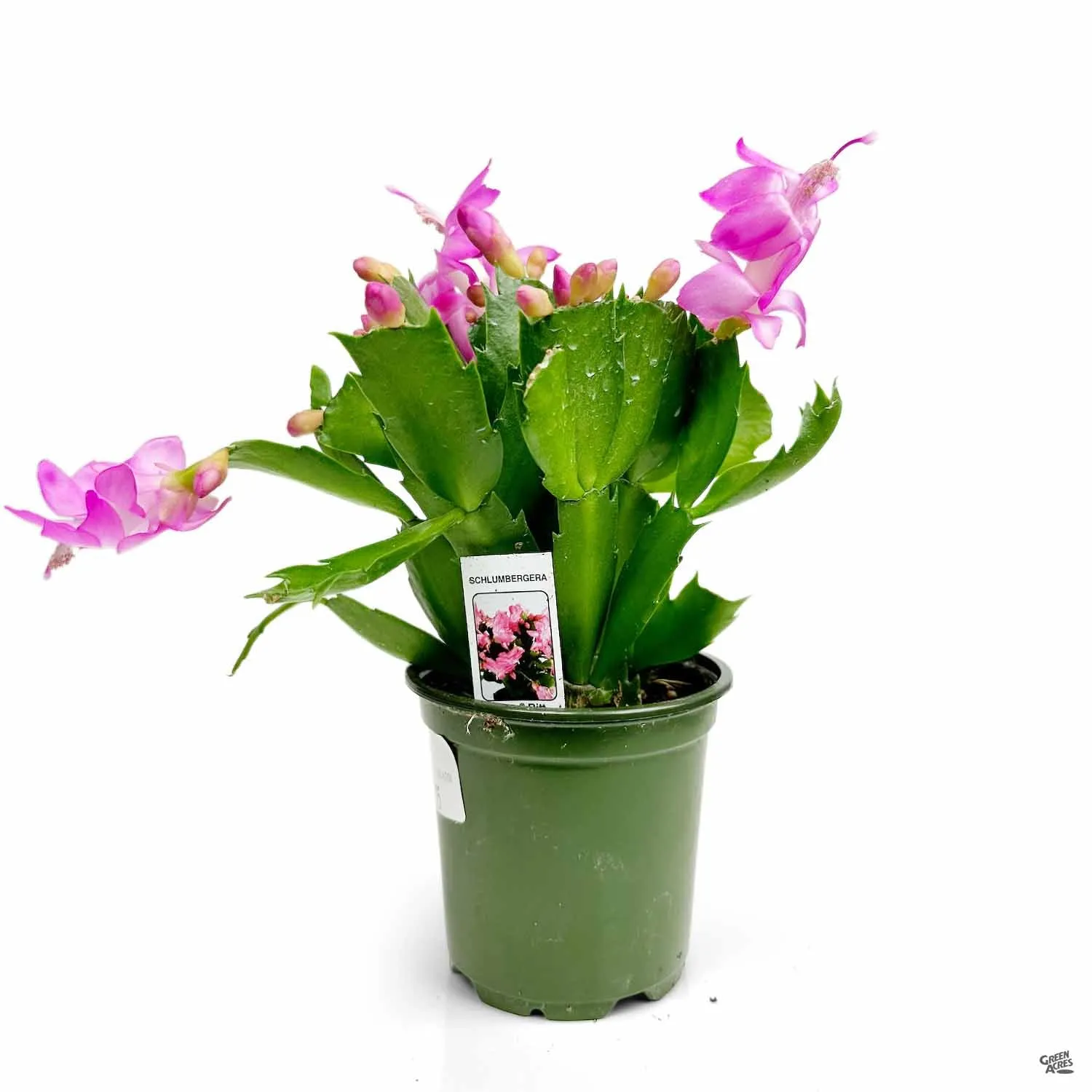 Christmas Cactus