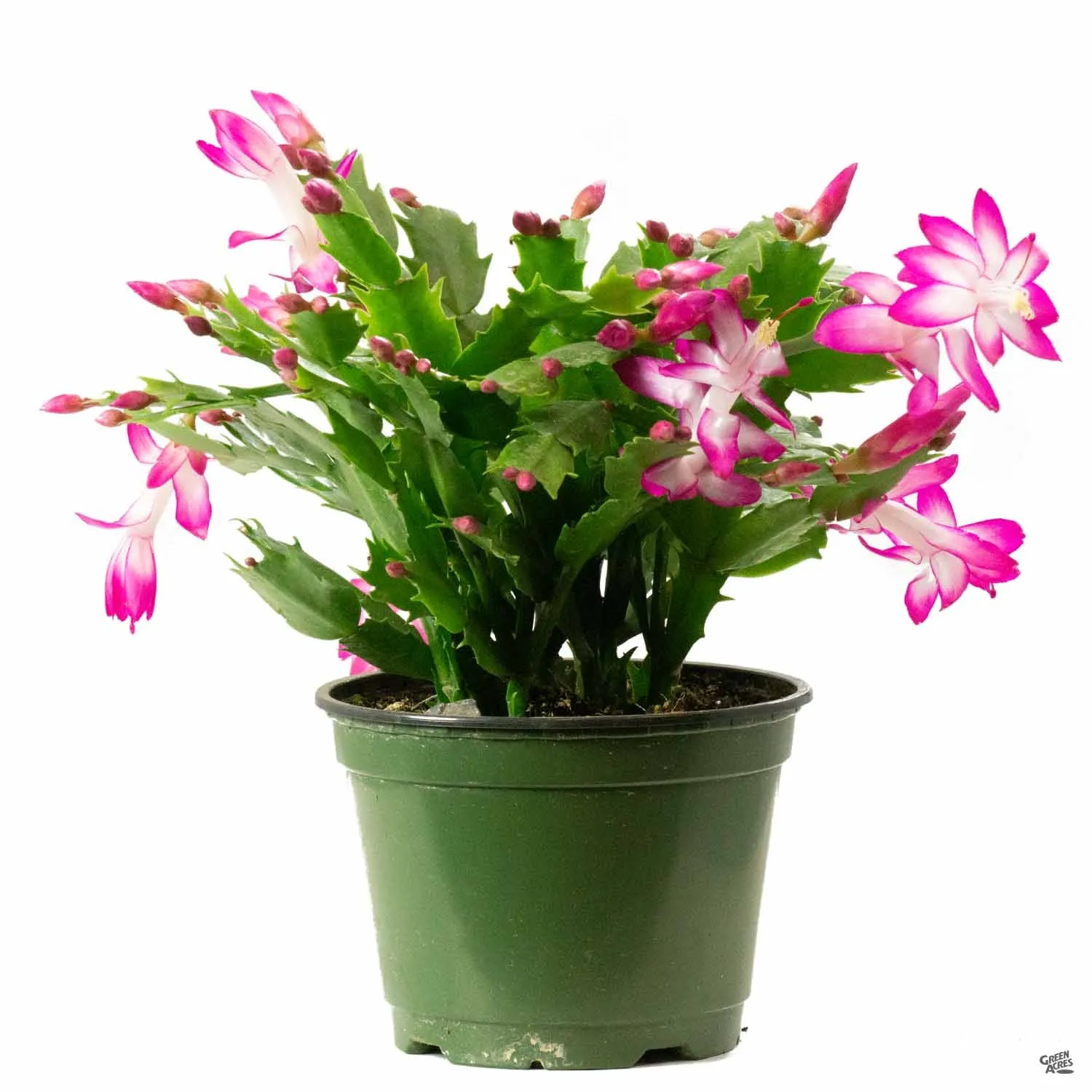 Christmas Cactus