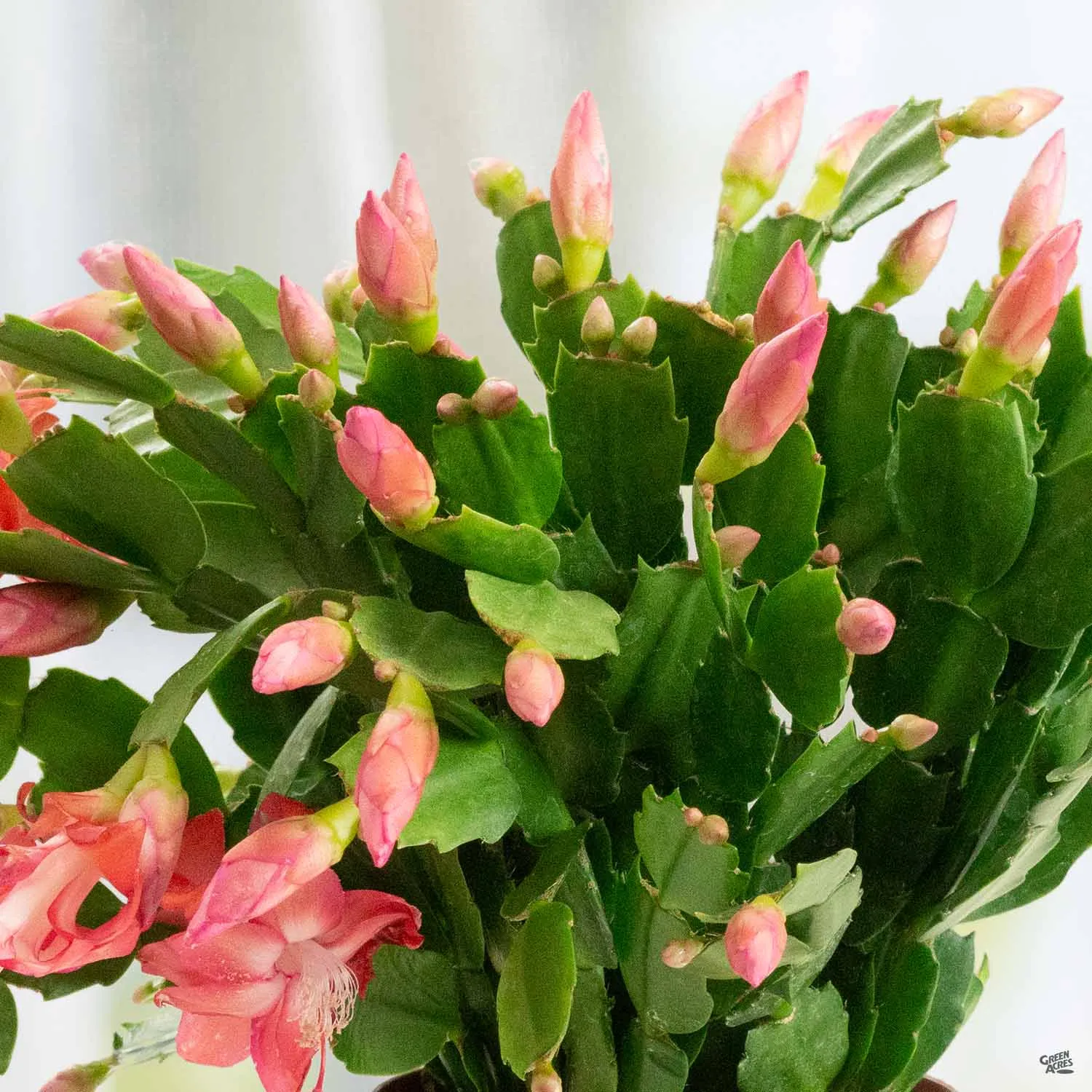 Christmas Cactus