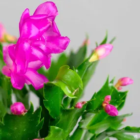 Christmas Cactus