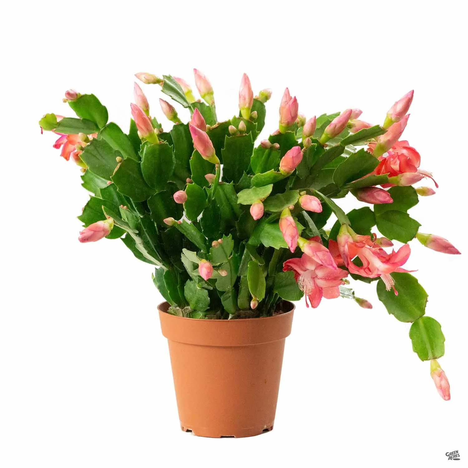 Christmas Cactus