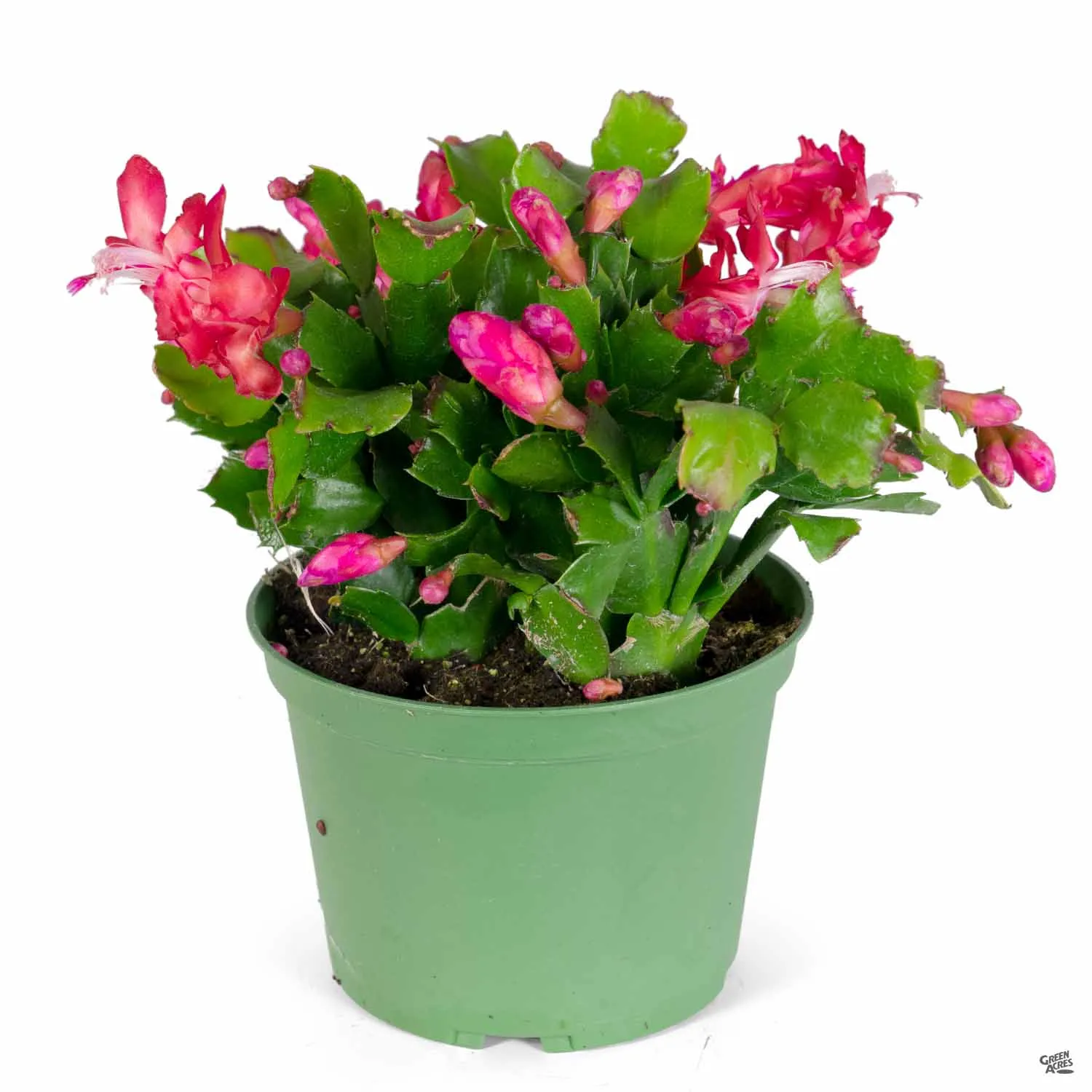 Christmas Cactus