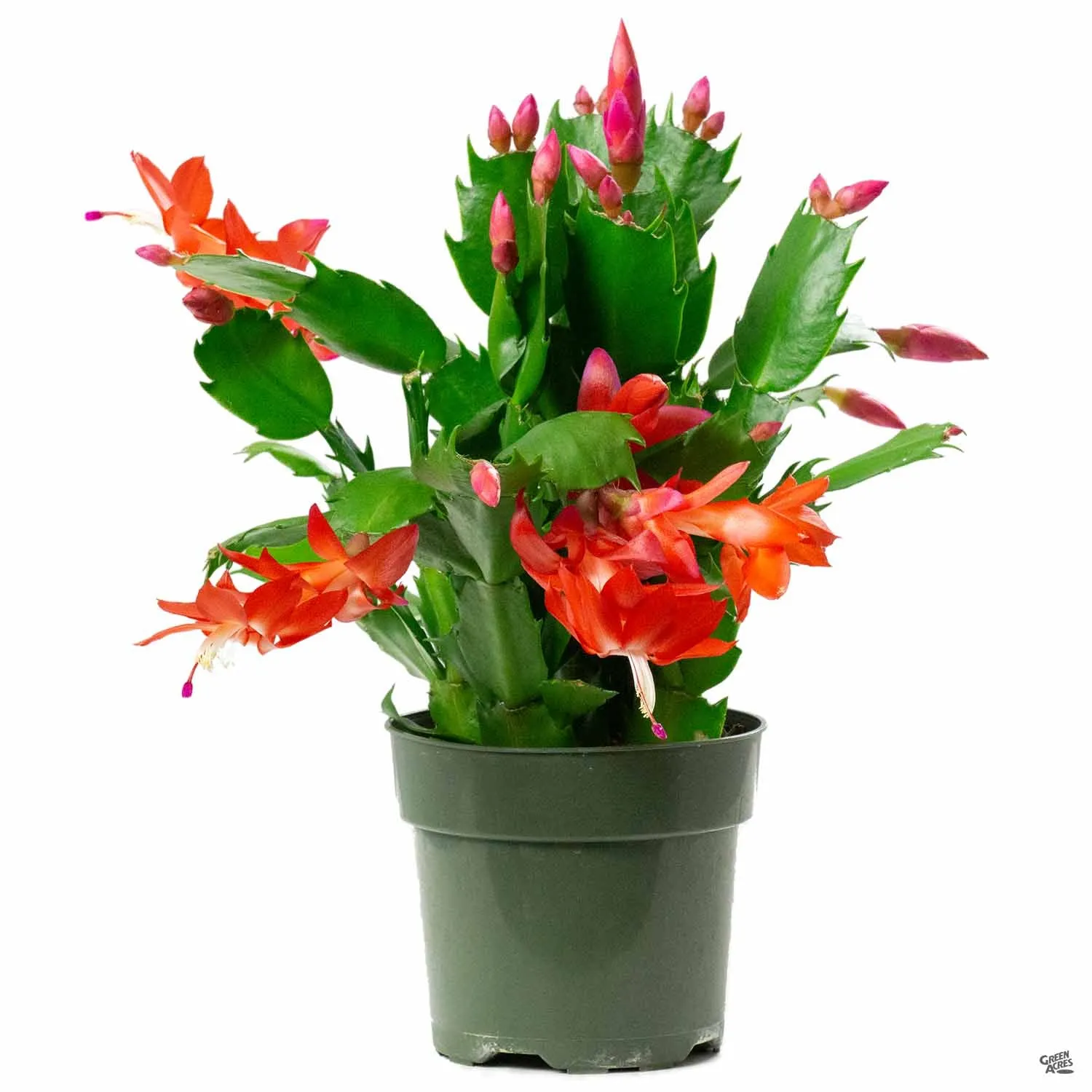 Christmas Cactus