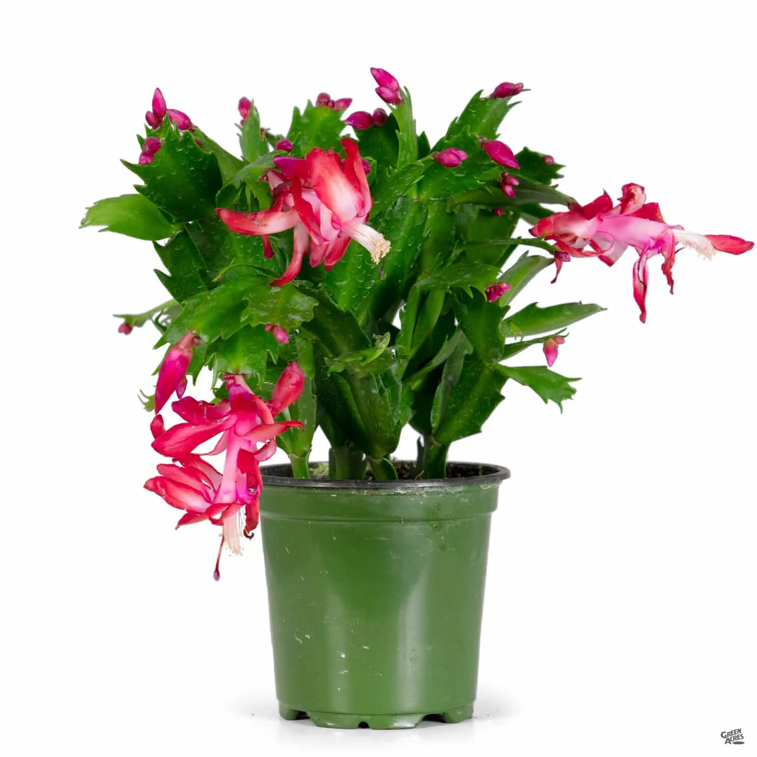 Christmas Cactus