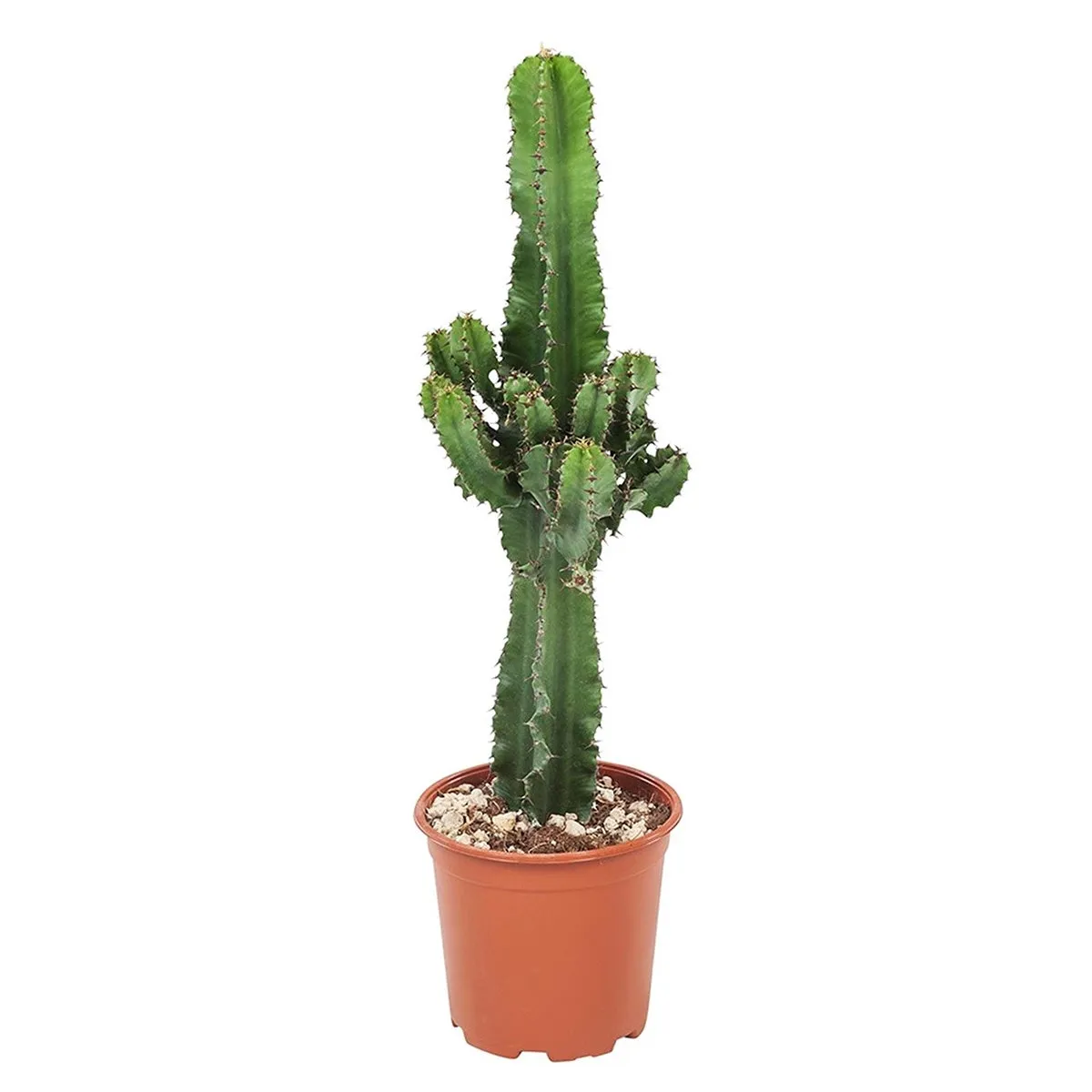 Cool Euphorbia Cowboy-cactus - ↑ 50-60 cm  - Size Ø 17 cm