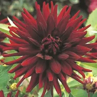 Dahlia 'Black Cat'