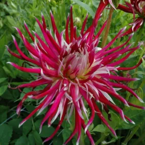 Dahlia 'Hollyhill Spiderwoman'