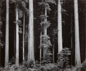 Redwoods, Bull Creek Flat - Large Print Rolled